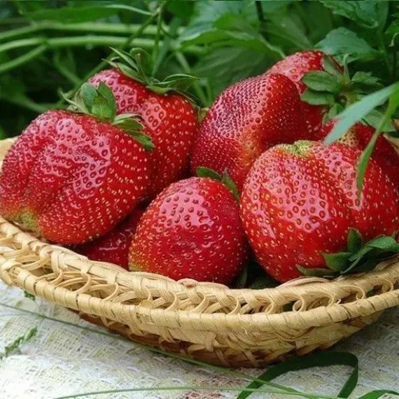 Полуниця Моллінг Пандора (ОКС)