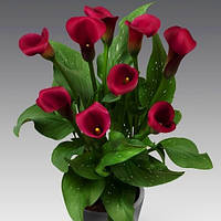 Кала Allure (полуниці)