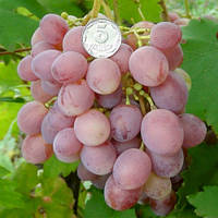 Виноград Пам'яті батька (Однорічний, ВКБ)