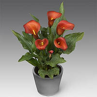 Кала Captain Murano (полуни)