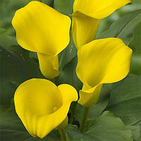 Калла Captain Morelli (полуни)