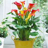 Калла Captain Fuego (клубни)