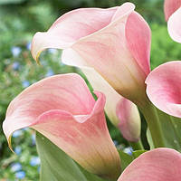 Калла Captain Rosette (полуниці)