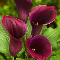 Калла Captain Promise (полуниці)