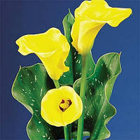 Калла Florex Gold (полуниці)