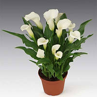 Калла Sapporo (полуниці)