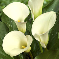 Калла Captain Ventura (полуни)