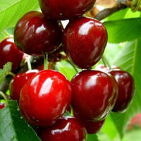 Саджанці черешні