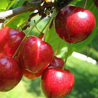 Вишня Гріот Мелітопольський (Однорічний, ВКБ)