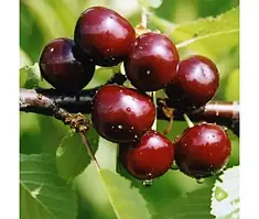 Вишня Відродження (Однорічний, ВКБ)