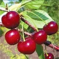 Вишня Гріот Підбілського (Однорічний, ОКС)