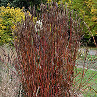 Андропогон джерарді