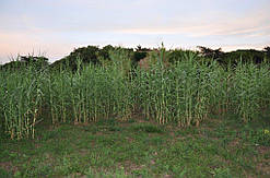 Арундо тросниковий