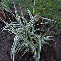 Арундо тросниковий варієгатний