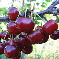 Вишня Підбілська (трирічний, ЗКС)