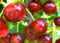 Вишня Слов'янка (трирічний, ЗКС)