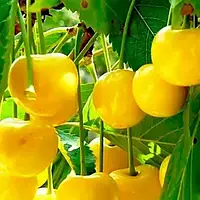 Вишня Узкопірамідальна жовта (Однорічний, ВКБ)