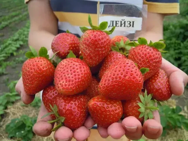 Полуниця Дейзі (ОКС)