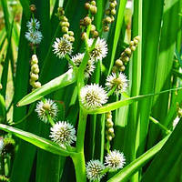 Щоденник прямий