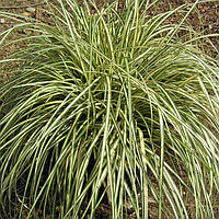 Карекс вариегата