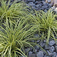 Карекс еверголд