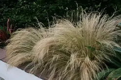 Ковиль хвіст поні