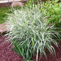 Конареєчник тросниковий