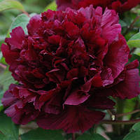 Півонія Fragrant Champion Guan Qun Fang деревоподібний (сажінки)