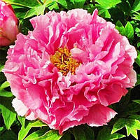 Півонія Silver Red Yin Hong Qiao Dui деревоподібний (сажінки)