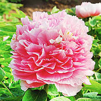 Півонія Noblewoman Gui Fei Cha Cui деревоподібний (сажінці)