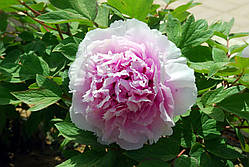 Півонія Charming Sights after Rain Yu Hou Feng Guang деревоподібний (сажінці)