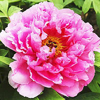 Півонія Pink Water-lily Rou Fu Rong деревоподібний (сажінці)