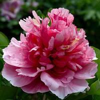 Півонія Red Welcoming the Sun Ying Ri Hong деревоподібний (сажінки)