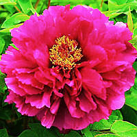 Півонія Luoyang Red Luo Yang Hong деревоподібний (сажінки)