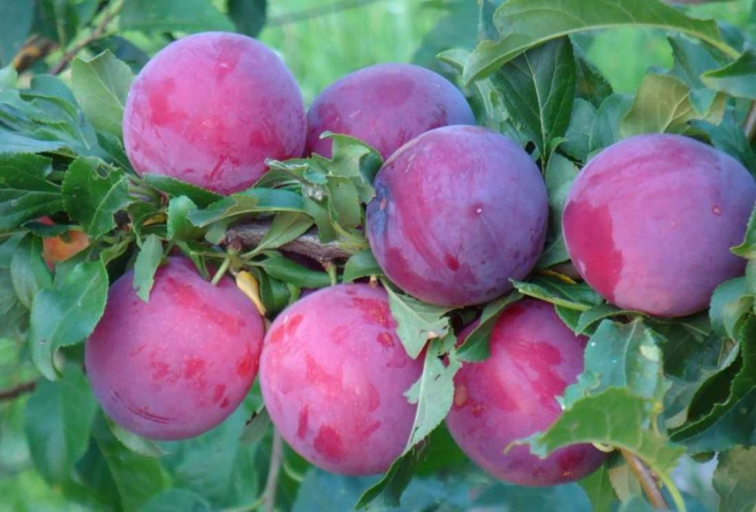 Алича Кубанська Комета (Двохрічна, ОКС)