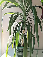 Юка кімнатна (трирічні, зкс)