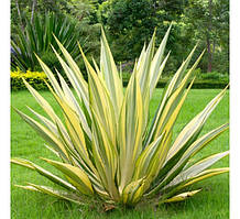 Саджанці юки