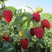 Малина Брусвяна (ОКС)