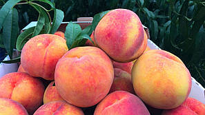 Саджанці персика