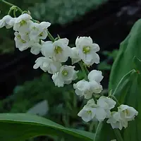 Конвалія Проліфіканс (садженці)