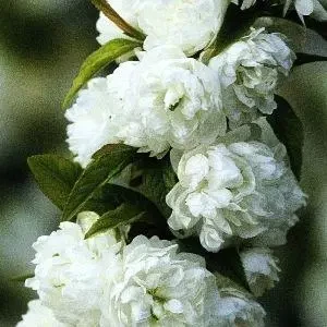 Вишня залізниста Альба Плена (дворічний, ЗКС)