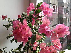 Бугенвіллія Australion pink (у горщику, молода рослина)