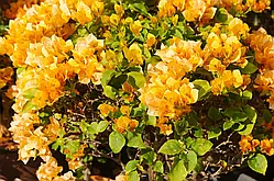 Бугенвіллія California gold (у горщику, молода рослина)