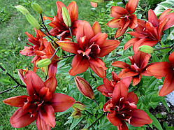 Лілія Red Twin (луковиці)