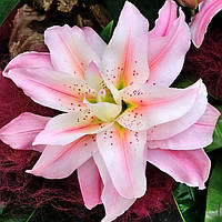 Лілію Roselily Felicia (луковиці)
