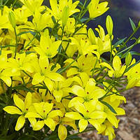 Лілія Yellow Cocotte (луковиці)