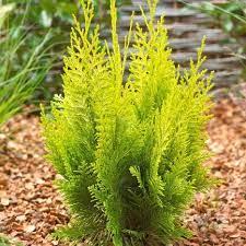 Кипарисовик Лавсона Івоне (15-20 см, зкс), фото 1