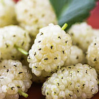 Шовковиця Стамбульська біла (Однорічний, ОКС)