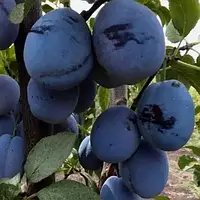Слива Чачакська Лепотика (Двохрічний, ОКС)
