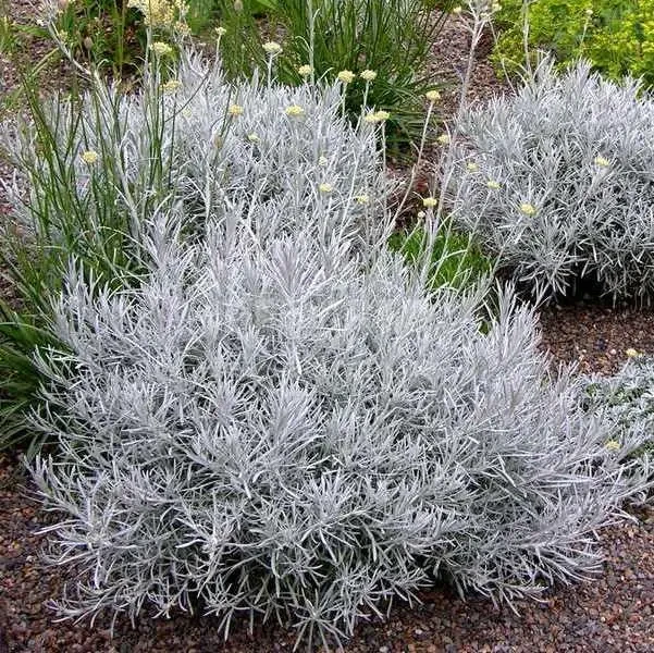 Мини кари, фото 1